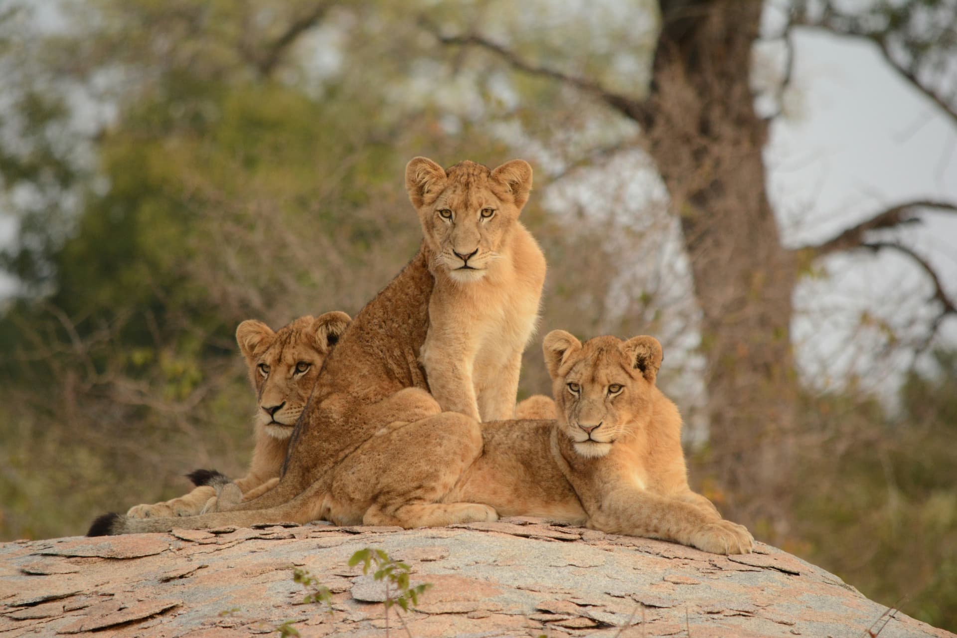 Kruger & Big Five Reserves