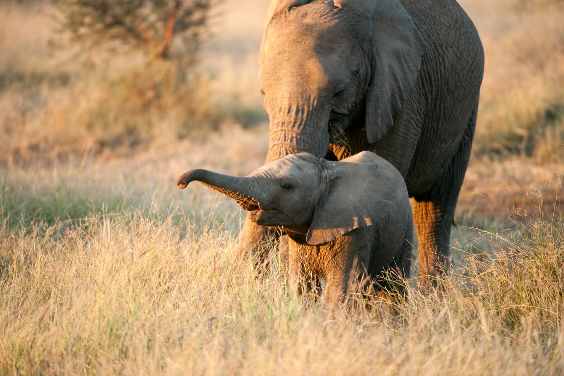 Adult and baby elephant in golden grass