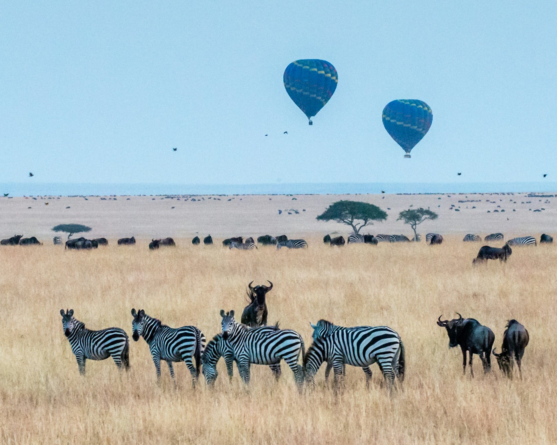 Tanzania / Serengeti & Zanzibar