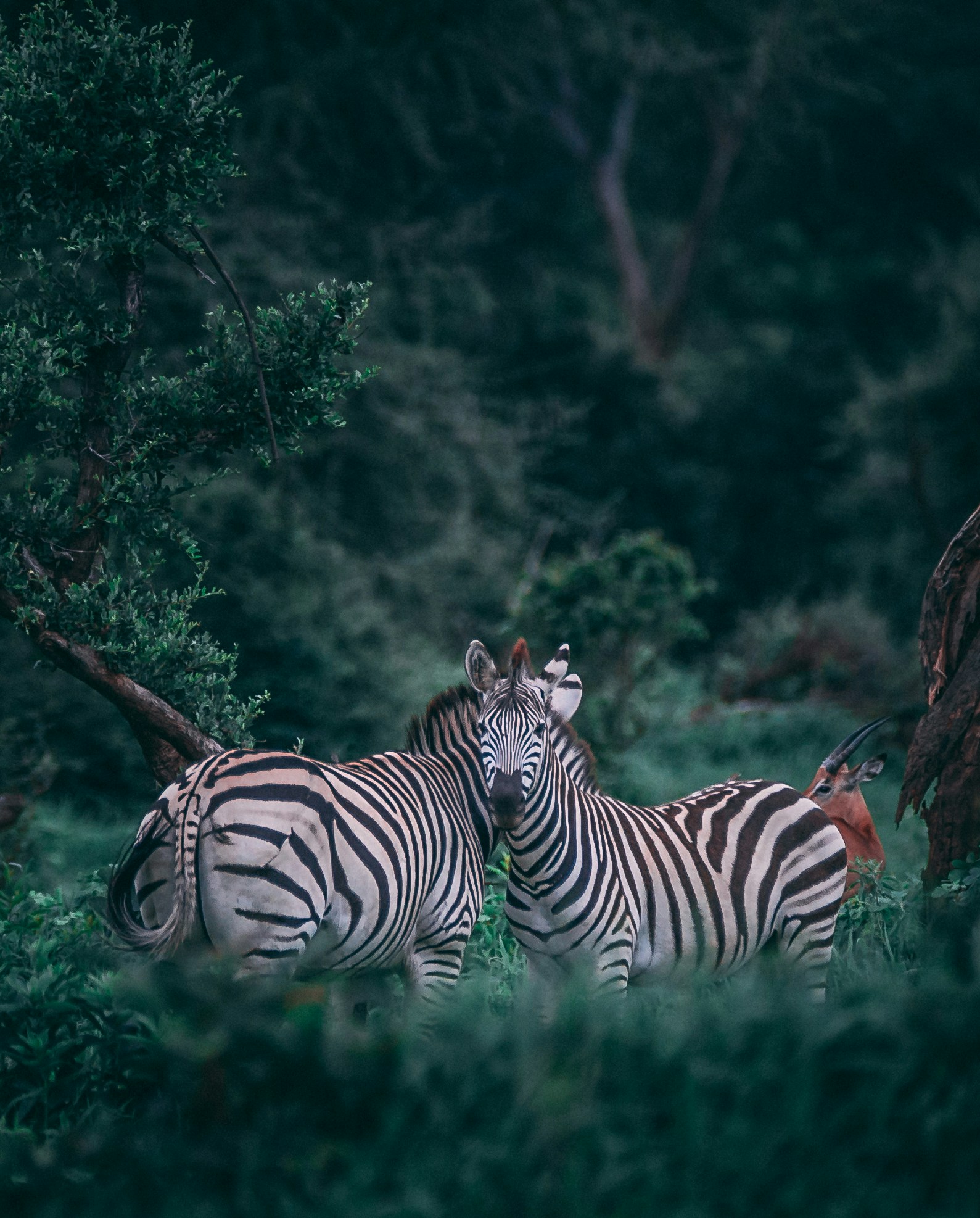 Botswana & Okavango Delta art and culture