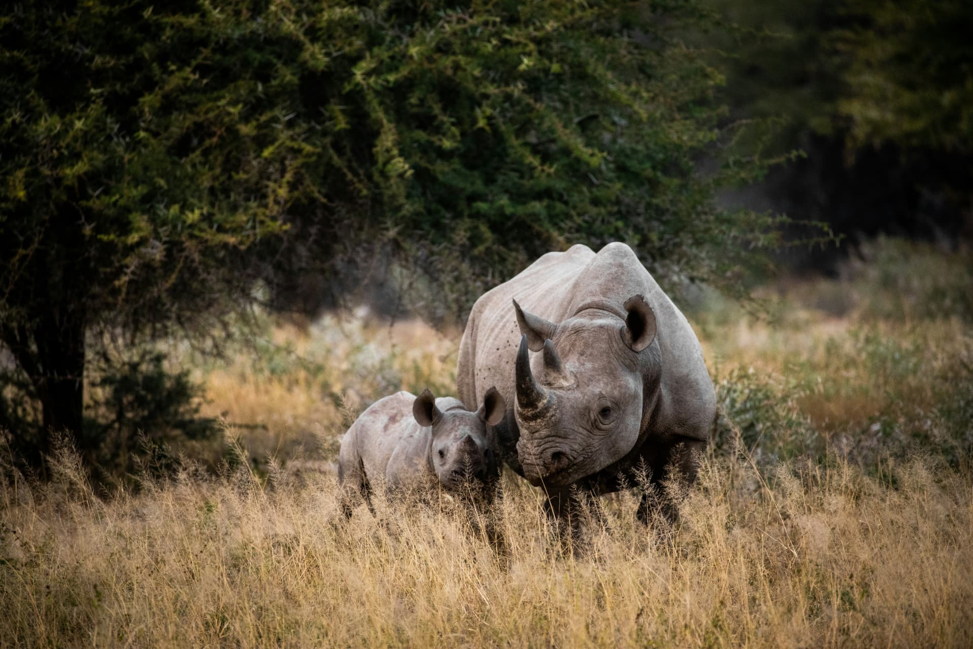Kruger & Big Five Reserves