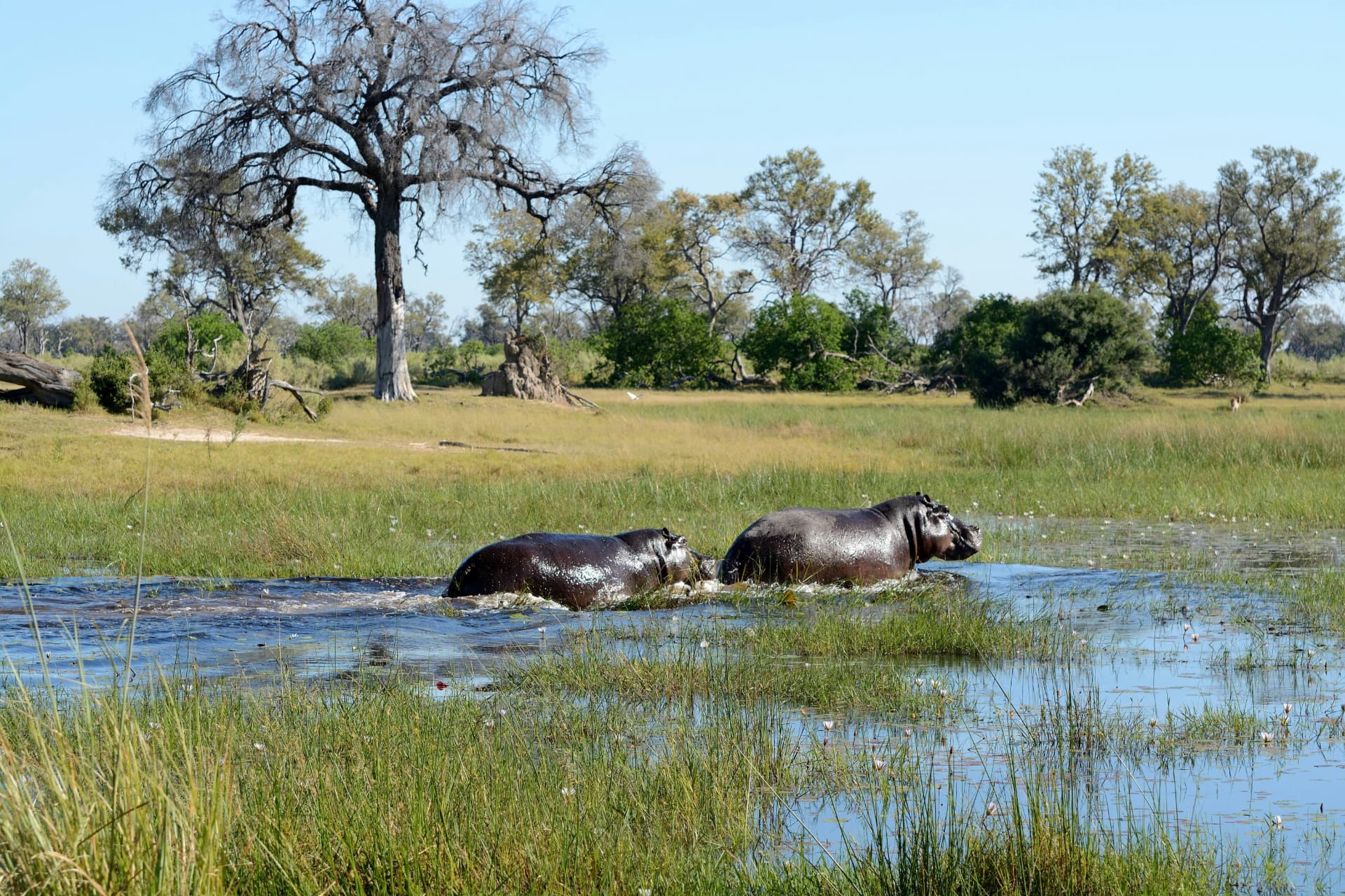 Botswana & Okavango Delta