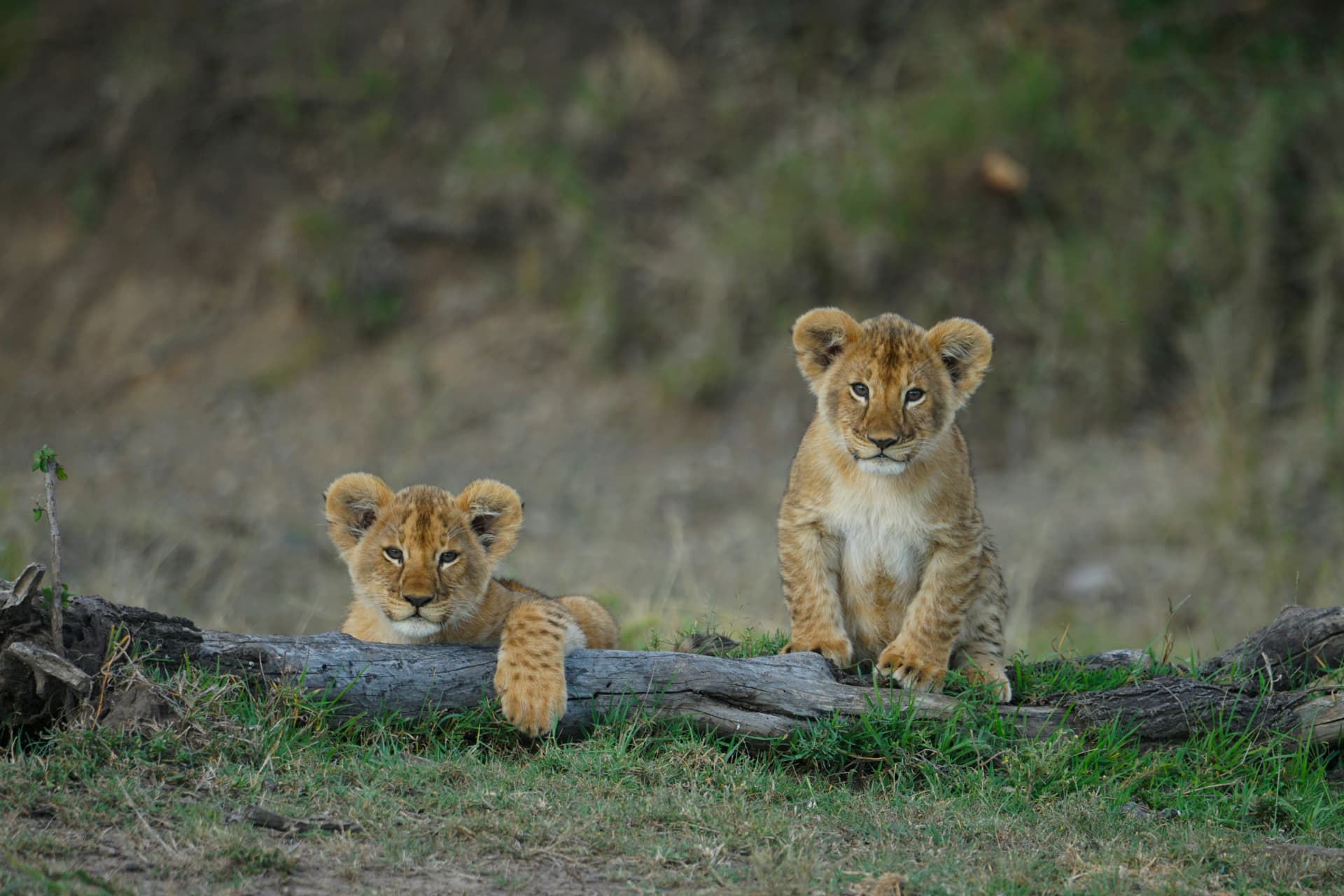 Kenya & Masai Mara example experience