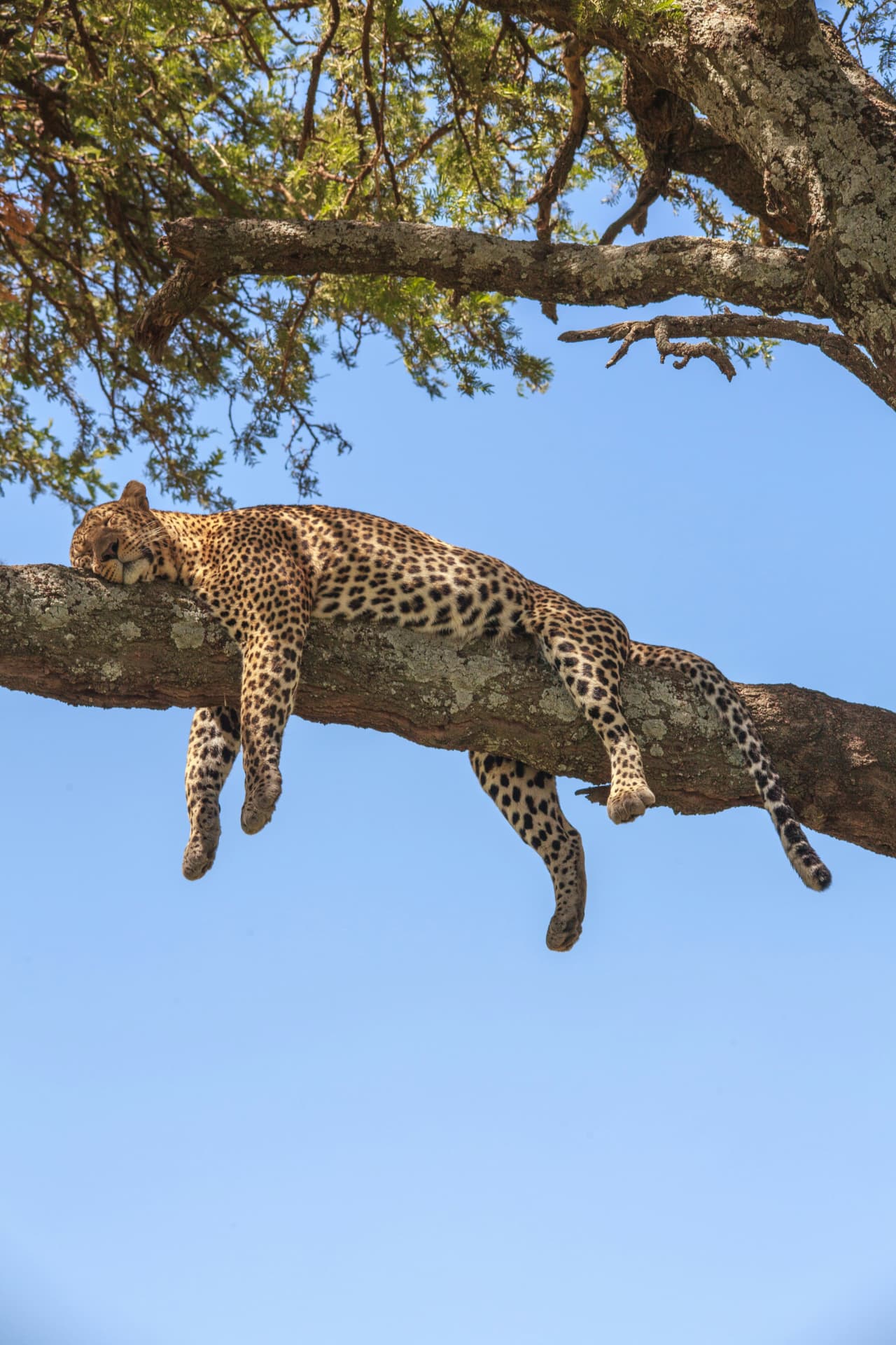 Tanzania / Serengeti & Zanzibar example experience