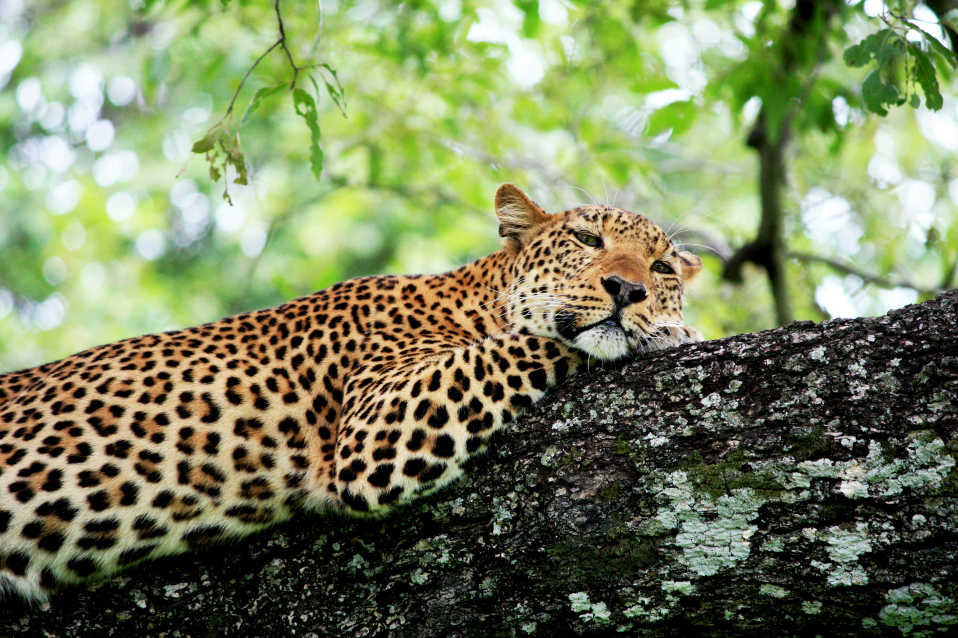Zambia